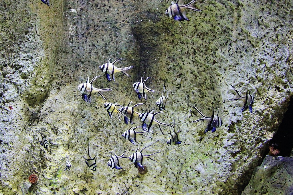 Foto: Acuario - Zaragoza (Aragón), España