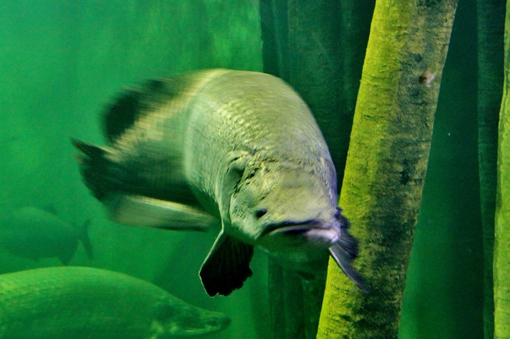 Foto: Acuario - Zaragoza (Aragón), España