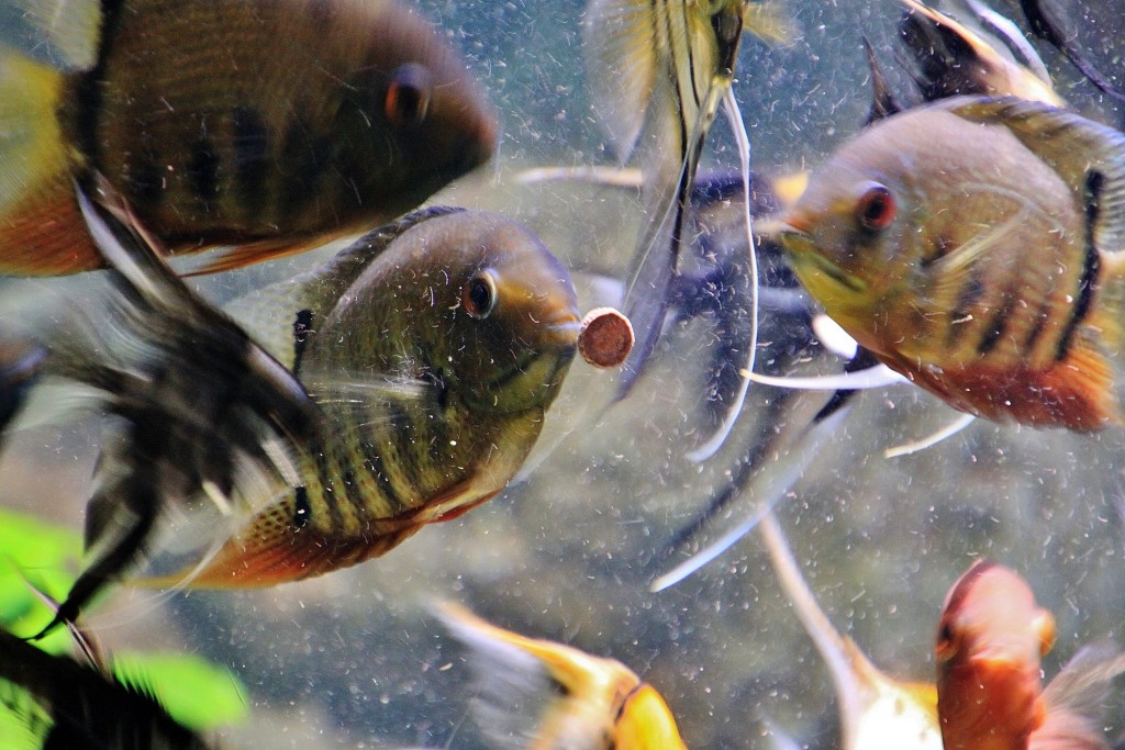 Foto: Acuario - Zaragoza (Aragón), España