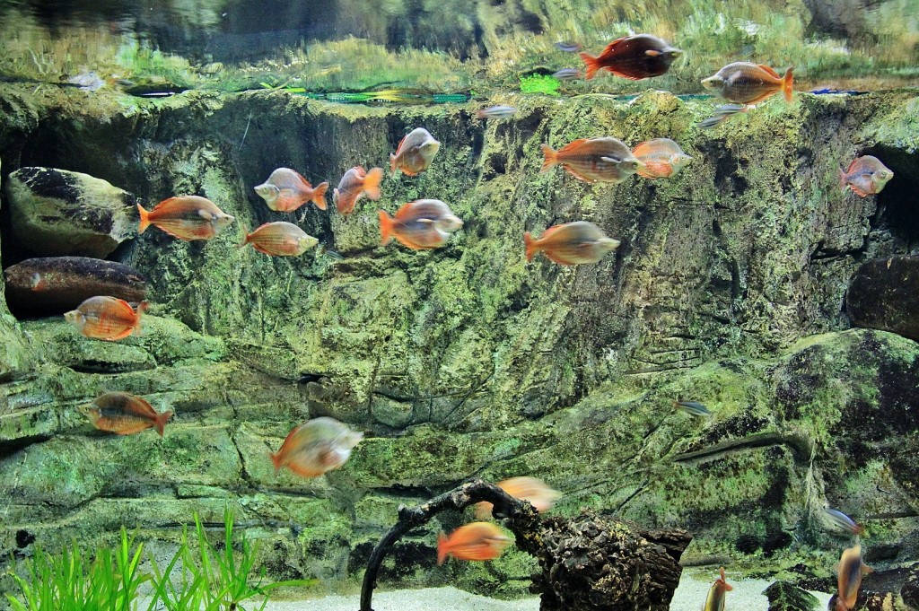 Foto: Acuario - Zaragoza (Aragón), España