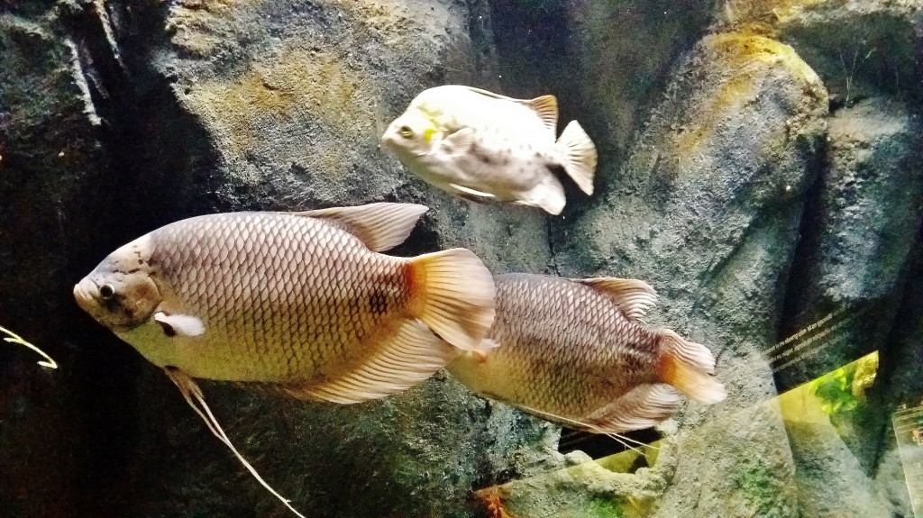 Foto: Acuario - Zaragoza (Aragón), España