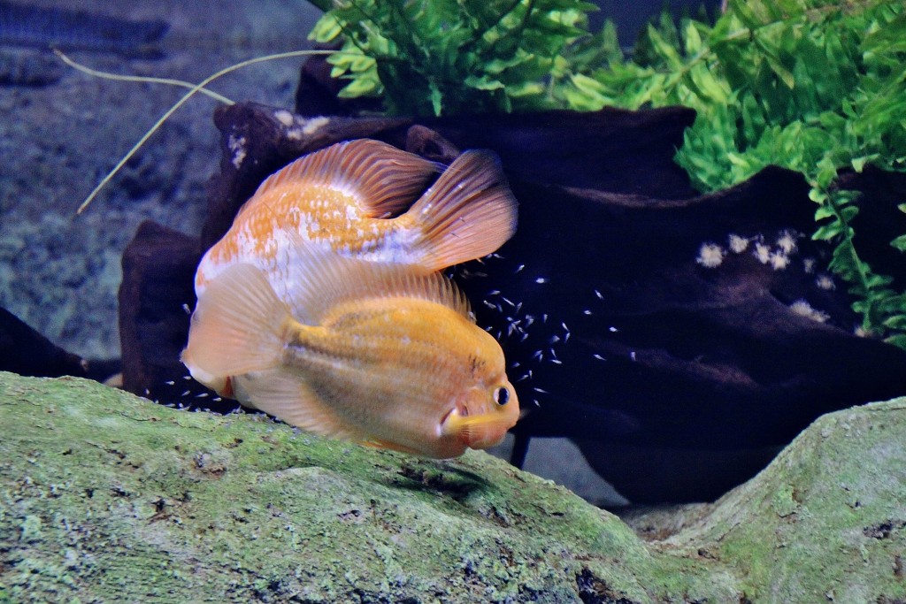 Foto: Acuario - Zaragoza (Aragón), España