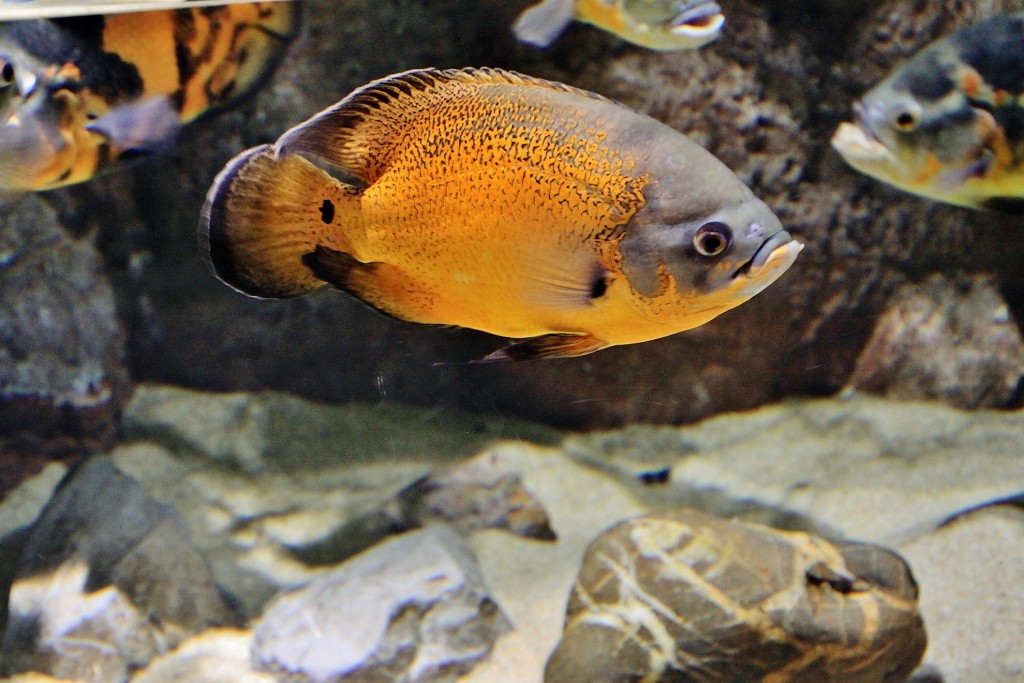 Foto: Acuario - Zaragoza (Aragón), España