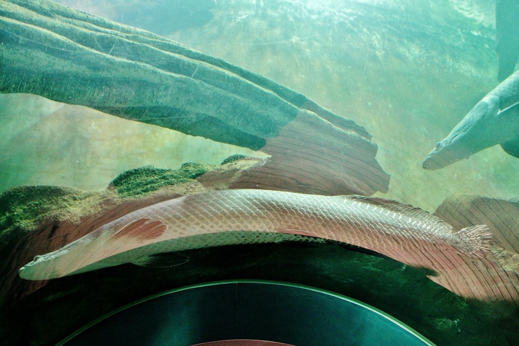 Foto: Acuario - Zaragoza (Aragón), España