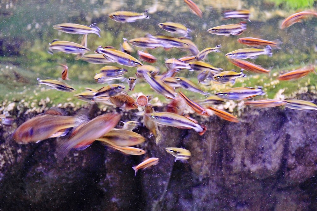 Foto: Acuario - Zaragoza (Aragón), España