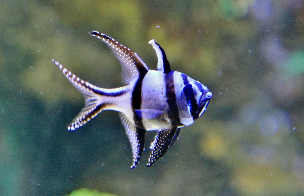 Foto: Acuario - Zaragoza (Aragón), España