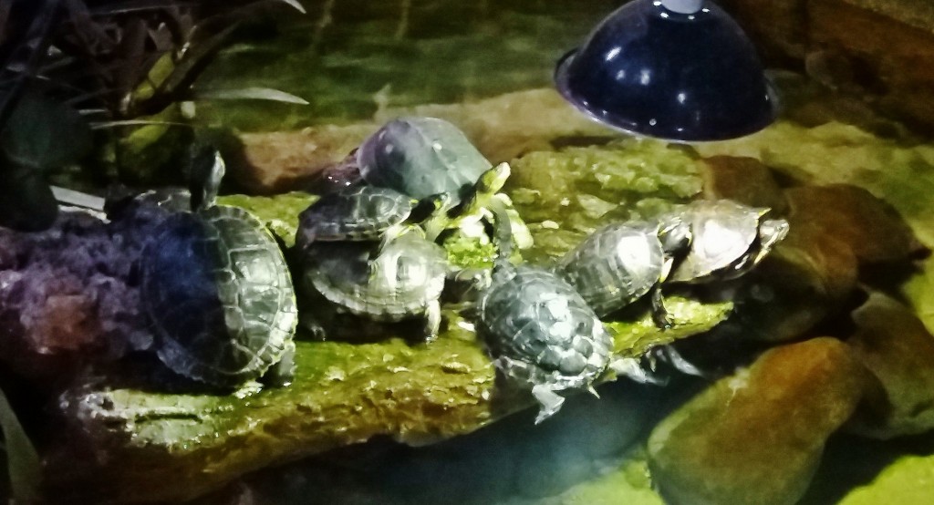 Foto: Acuario - Zaragoza (Aragón), España