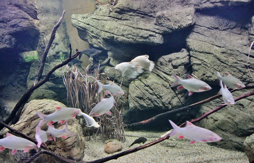 Foto: Acuario - Zaragoza (Aragón), España