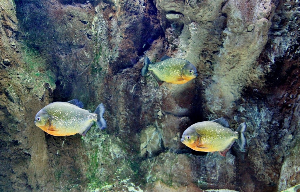 Foto: Acuario - Zaragoza (Aragón), España