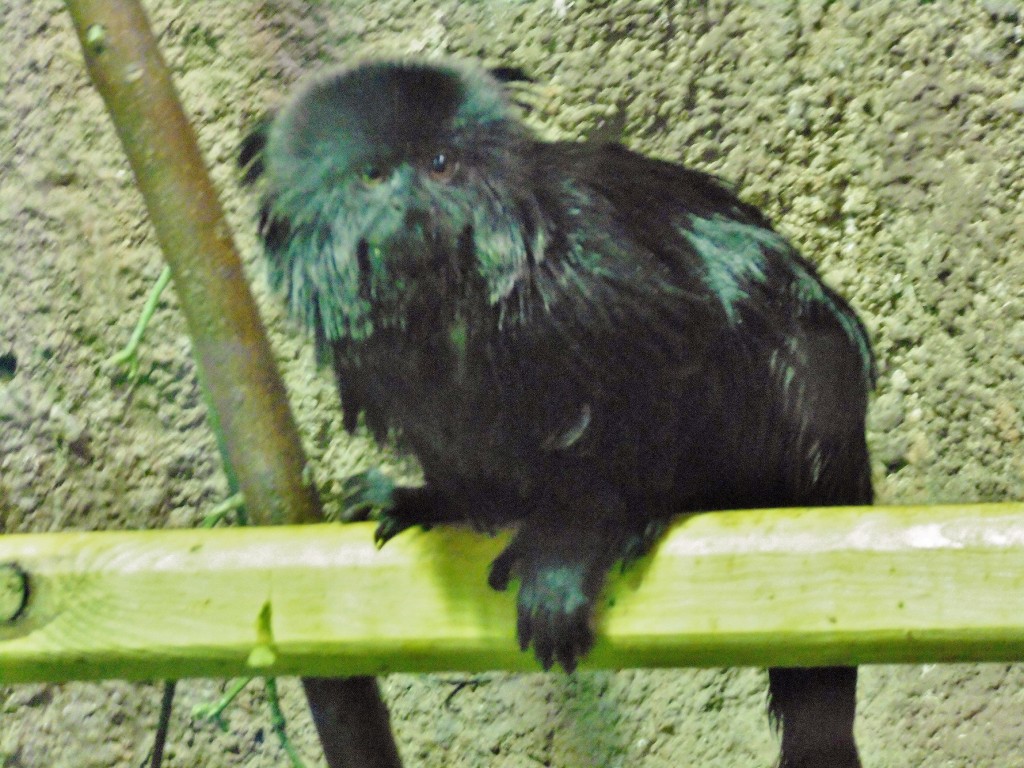 Foto: Acuario - Zaragoza (Aragón), España