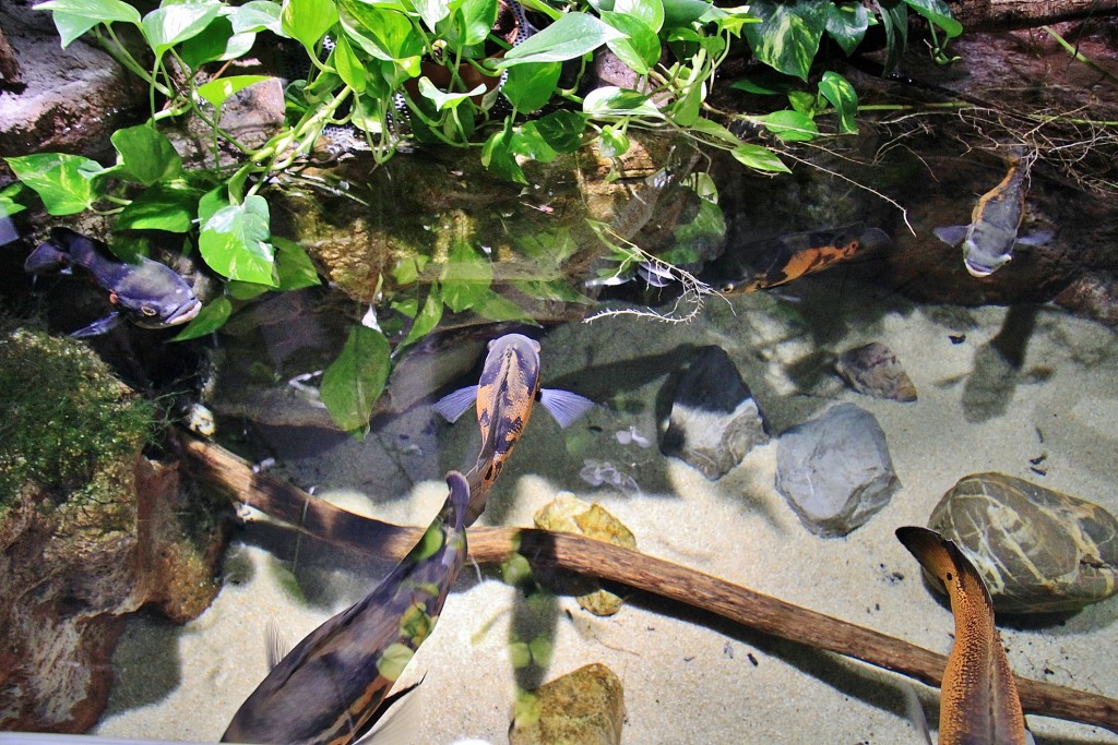 Foto: Acuario - Zaragoza (Aragón), España