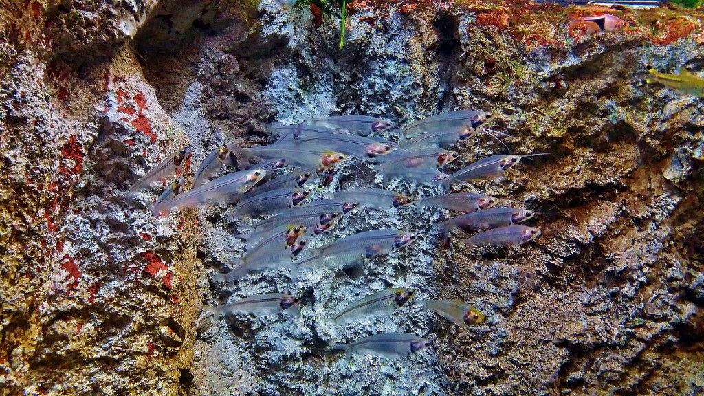 Foto: Acuario - Zaragoza (Aragón), España