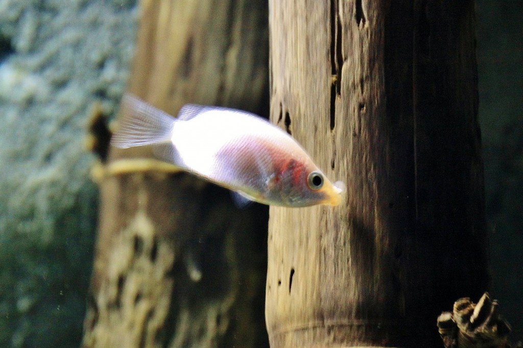 Foto: Acuario - Zaragoza (Aragón), España