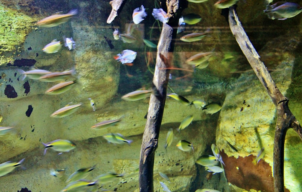 Foto: Acuario - Zaragoza (Aragón), España