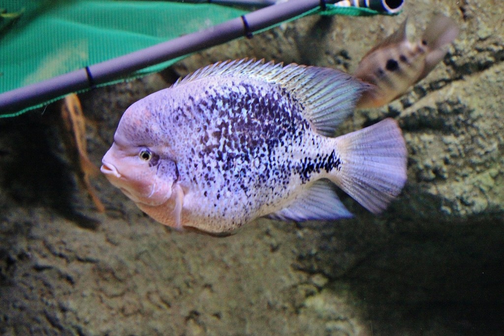 Foto: Acuario - Zaragoza (Aragón), España