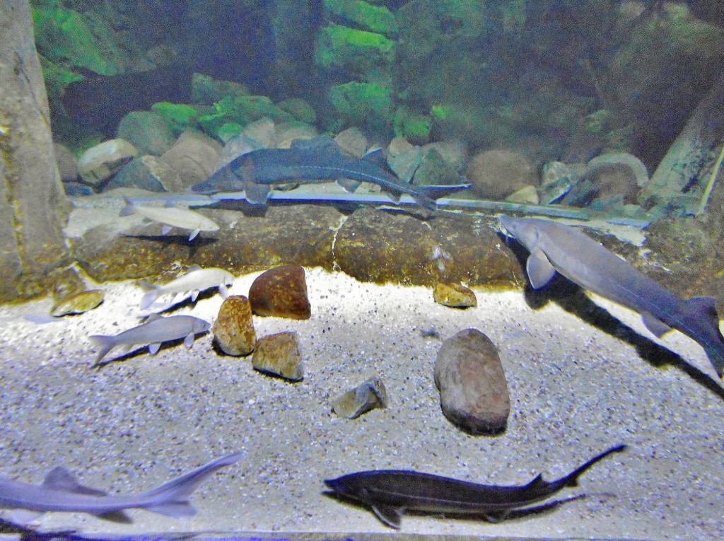 Foto: Acuario - Zaragoza (Aragón), España