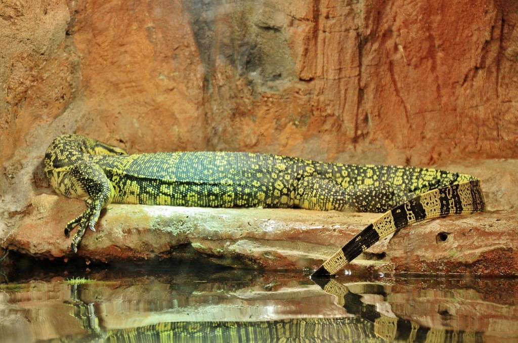 Foto: Acuario - Zaragoza (Aragón), España