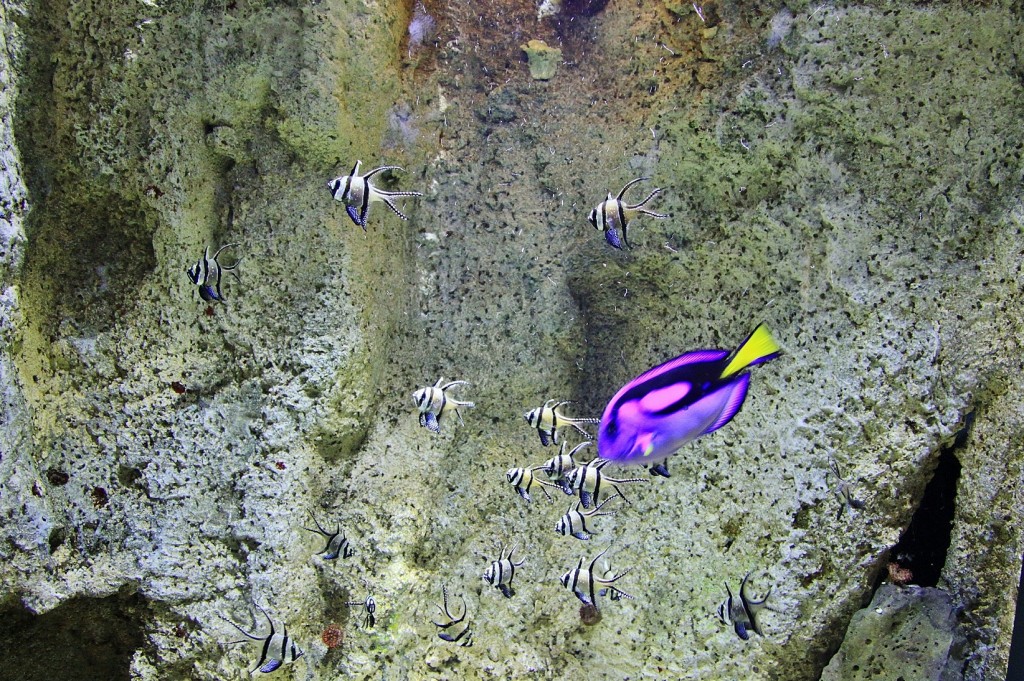 Foto: Acuario - Zaragoza (Aragón), España