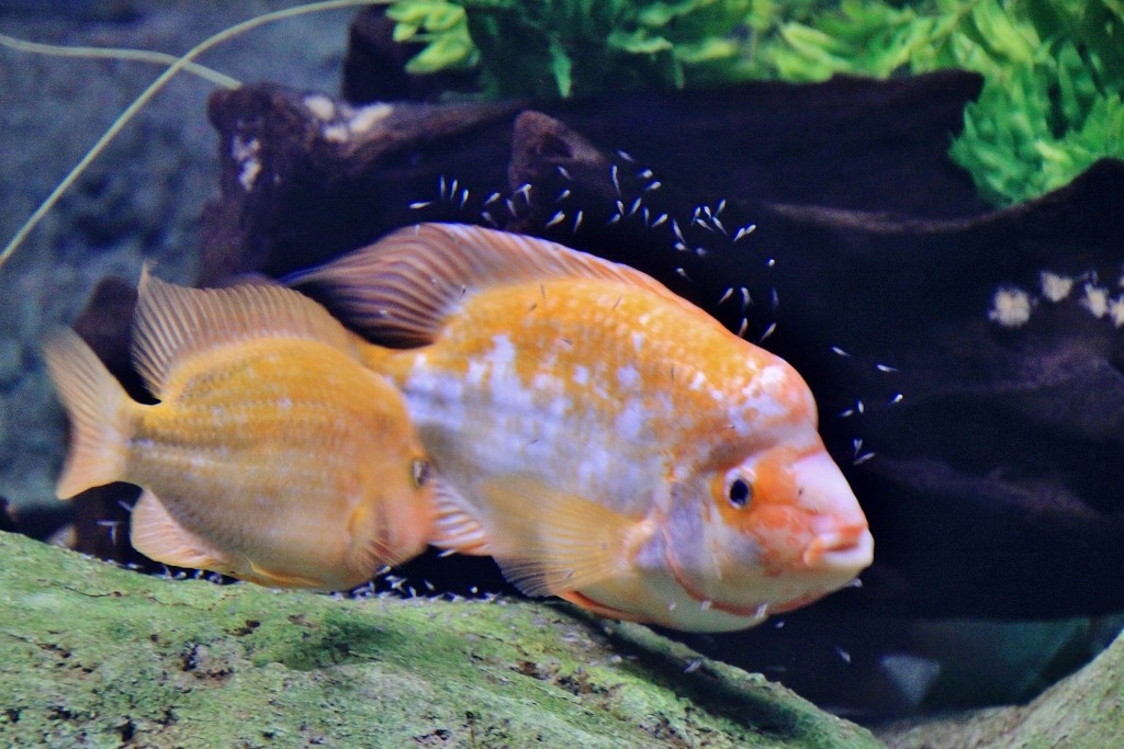 Foto: Acuario - Zaragoza (Aragón), España