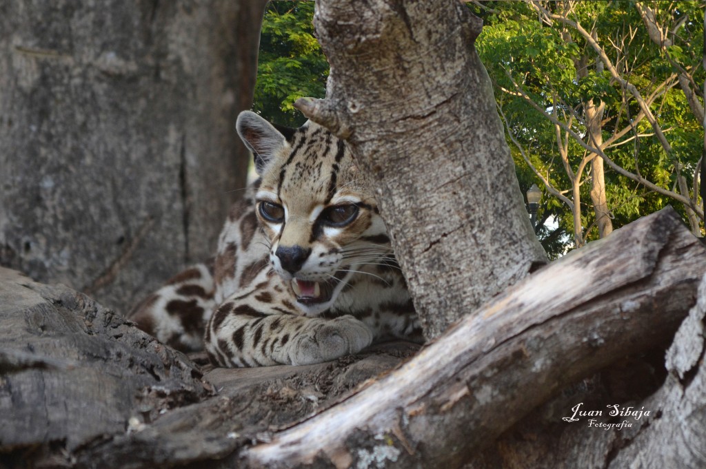 Foto: Tigrillo - Alajuela, Costa Rica