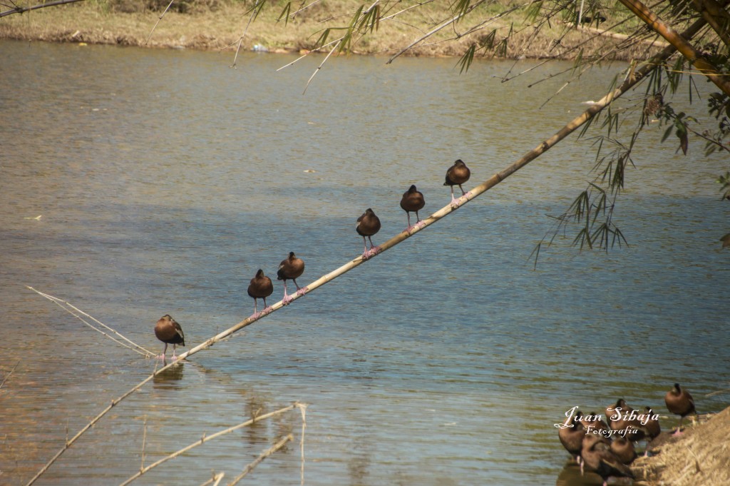 Foto de Alajuela, Costa Rica