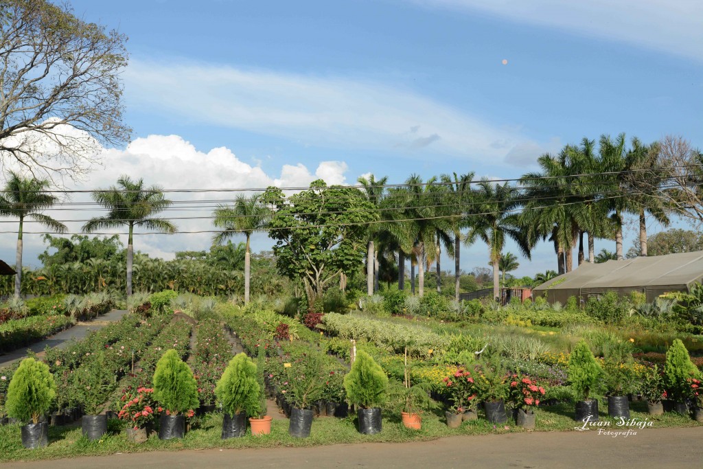 Foto de Alajuela, Costa Rica