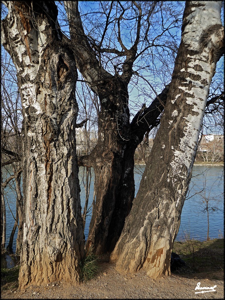 Foto: 170222-24 ZARAGOZA RIO EBRO - Zaragoza (Aragón), España