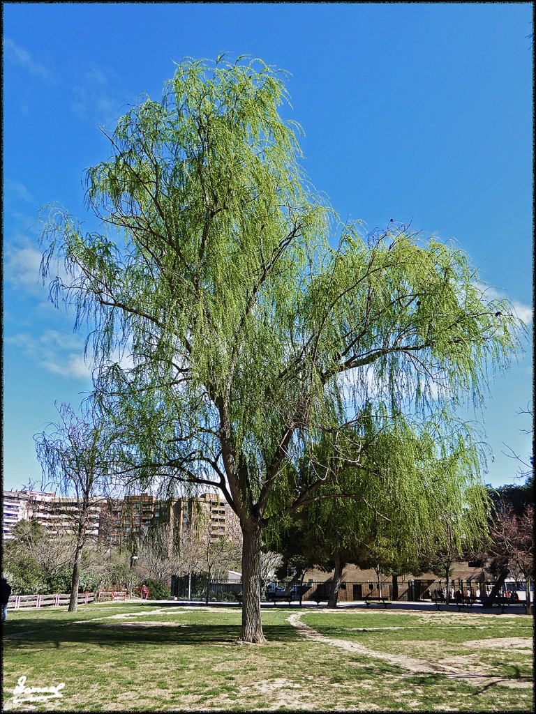 Foto: 170307-05 PARQUE MIRAFLORES - Zaragoza (Aragón), España