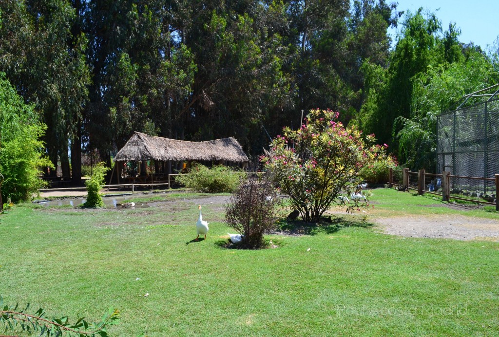 Foto de Rancagua (Libertador General Bernardo OʼHiggins), Chile