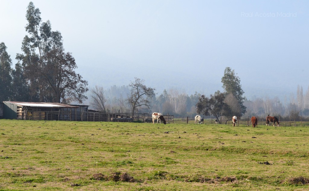 Foto de Lo Miranda (Libertador General Bernardo OʼHiggins), Chile