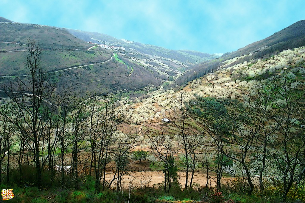 Foto: Cerezos en flor en el Valle del Jerte (01) - Jerte (Cáceres), España