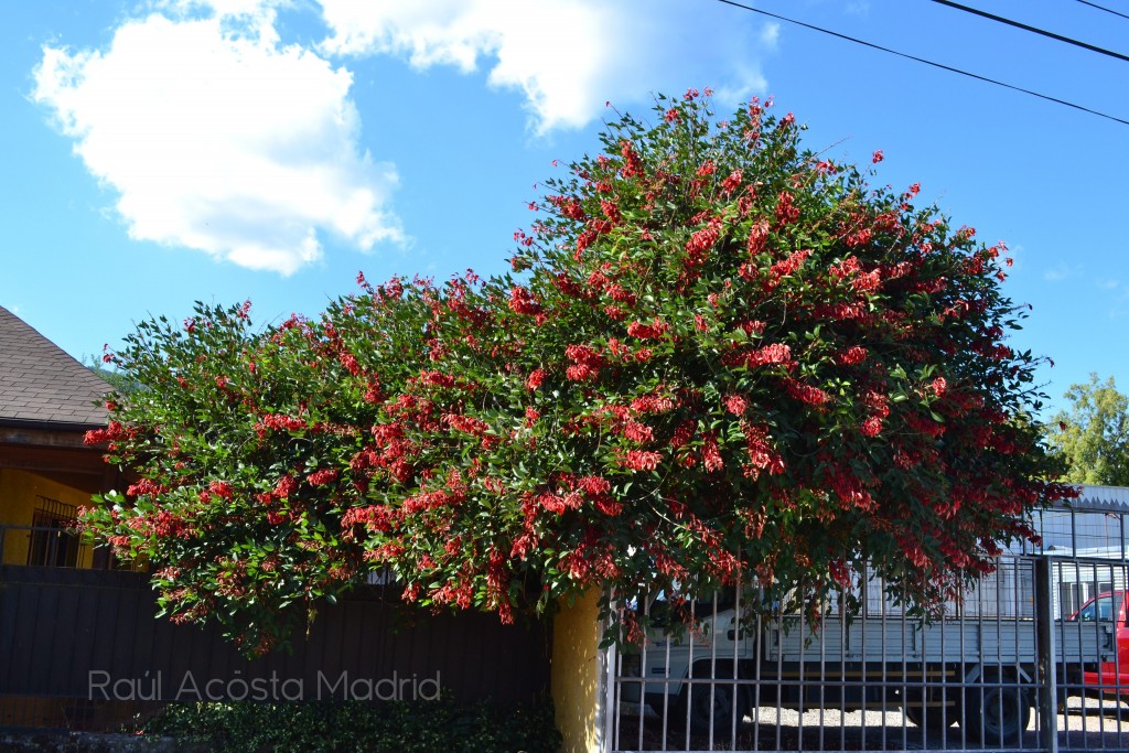 Foto de Nancagua, Chile