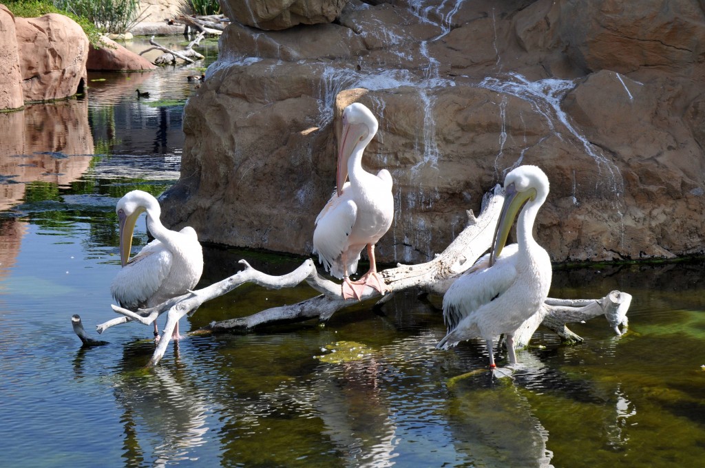 Foto: Pelicanos - Valencia (València), España