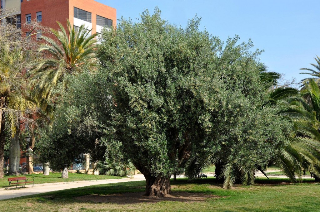 Foto: Olivera - Valencia (València), España