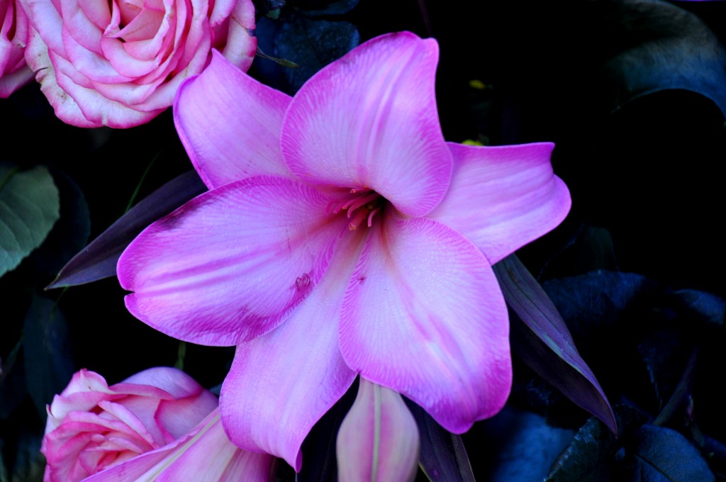 Foto: Flor - Valencia (València), España