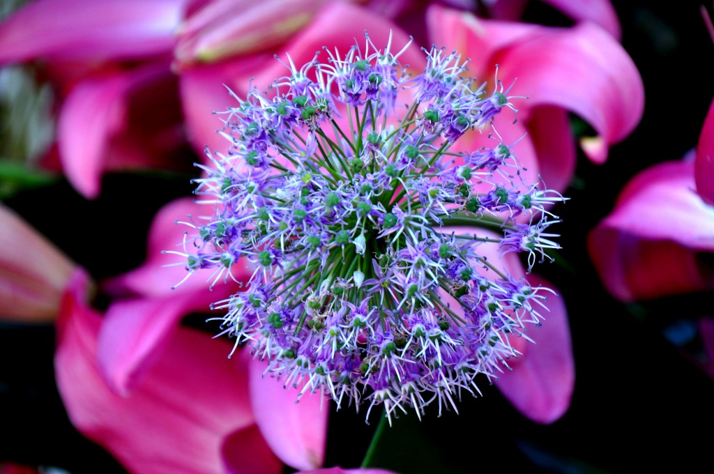 Foto: Flor - Valencia (València), España