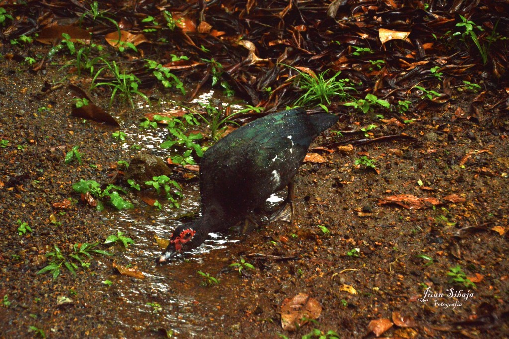 Foto de El Rodeo (San José), Costa Rica