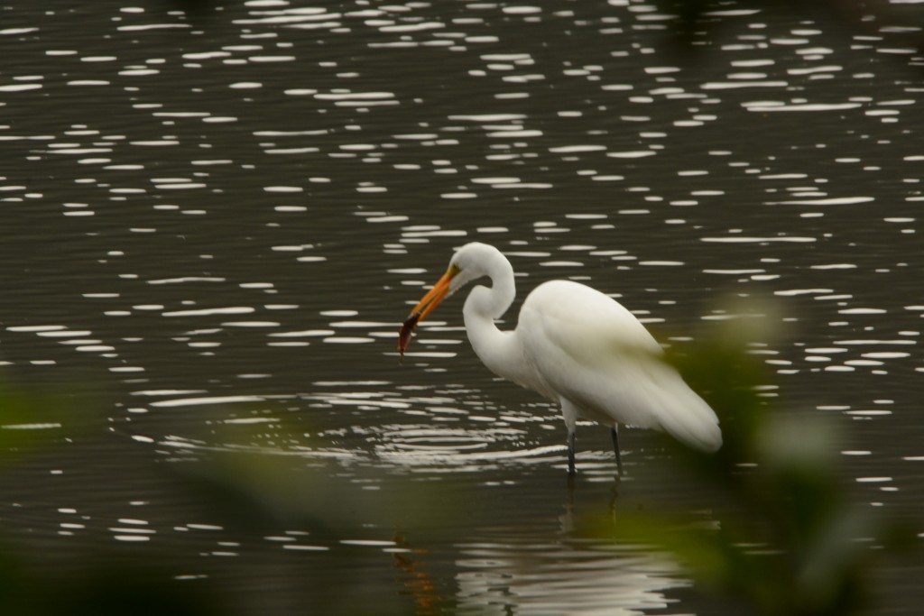 Foto de Lauguna de Fraijanes, Costa Rica