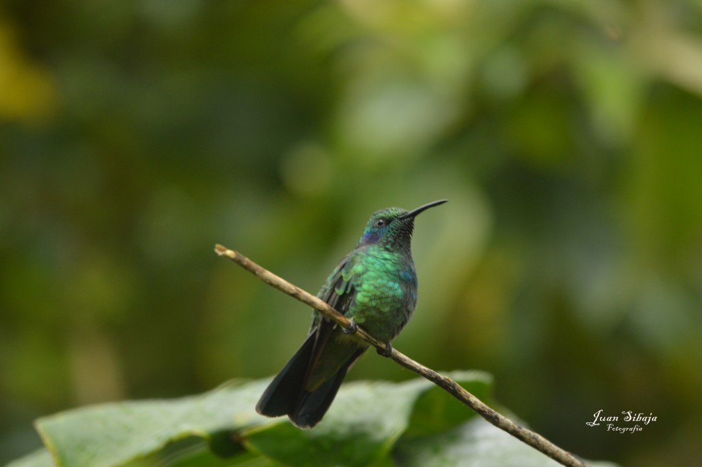 Foto: Colibri - Laguna de Fraijanes (Alajuela), Costa Rica