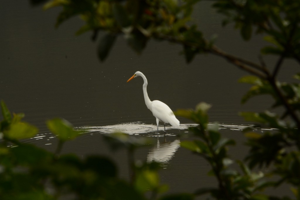 Foto de Lauguna de Fraijanes, Costa Rica