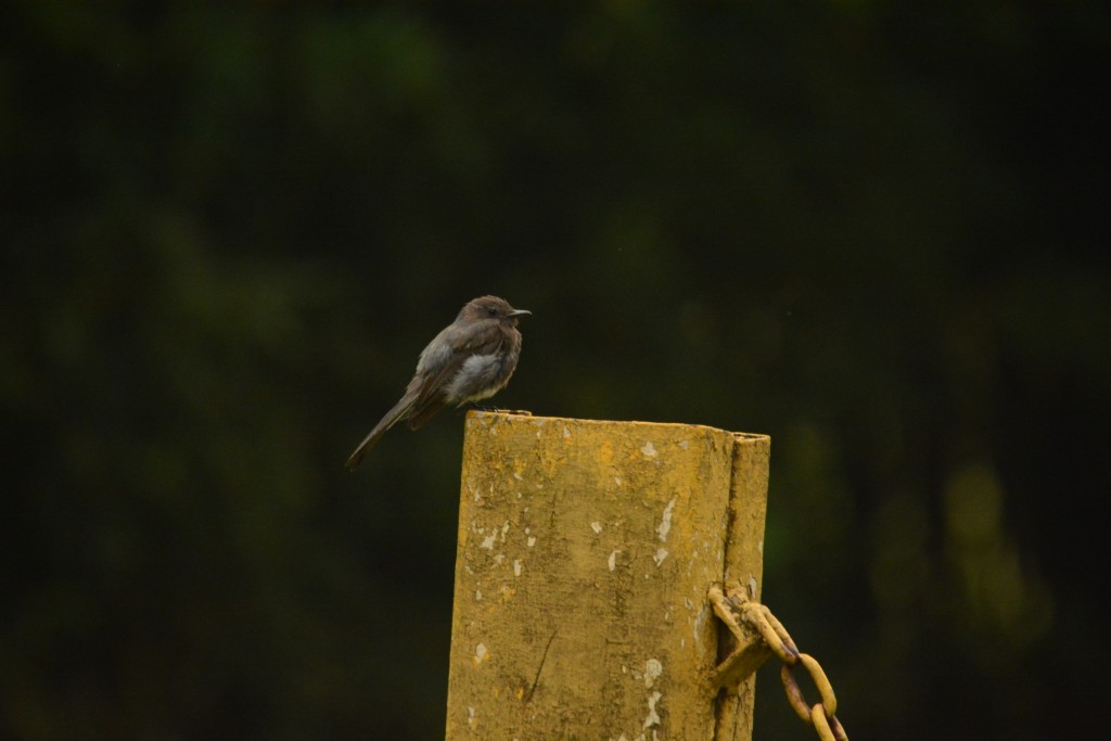 Foto de Laguna de Fraijanes (Alajuela), Costa Rica