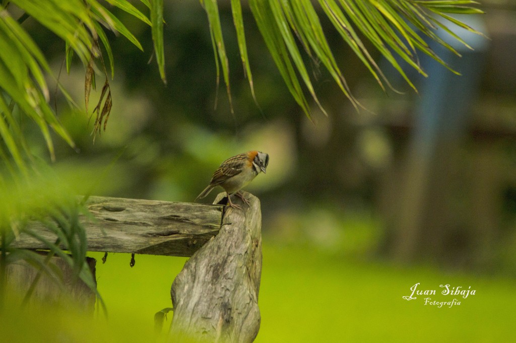 Foto de Lauguna de Fraijanes, Costa Rica