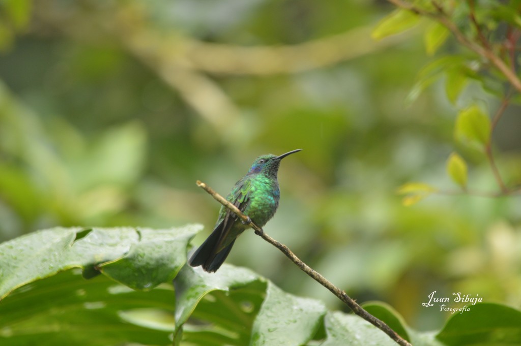 Foto: Colibri - Laguna de Fraijanes (Alajuela), Costa Rica