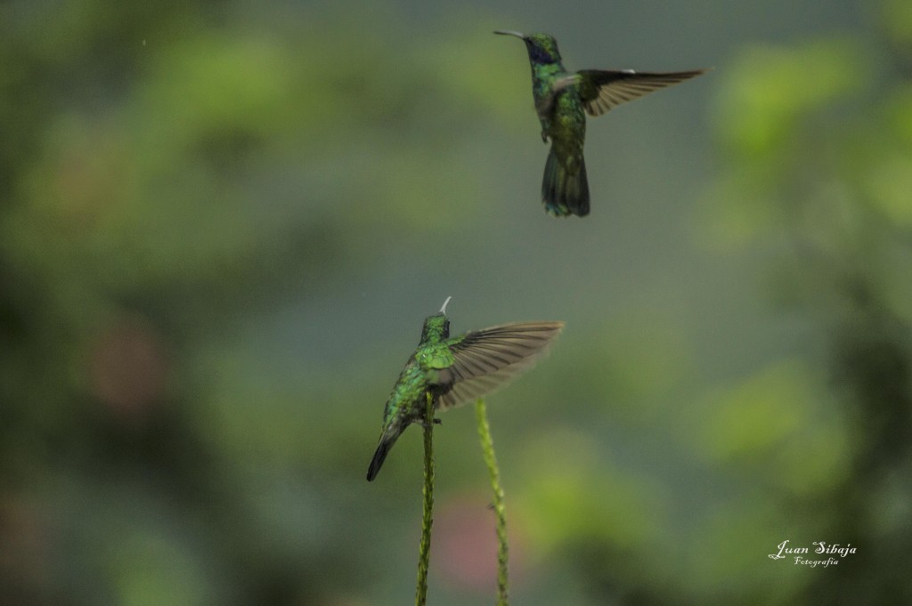 Foto: Colibri - Laguna de Fraijanes (Alajuela), Costa Rica