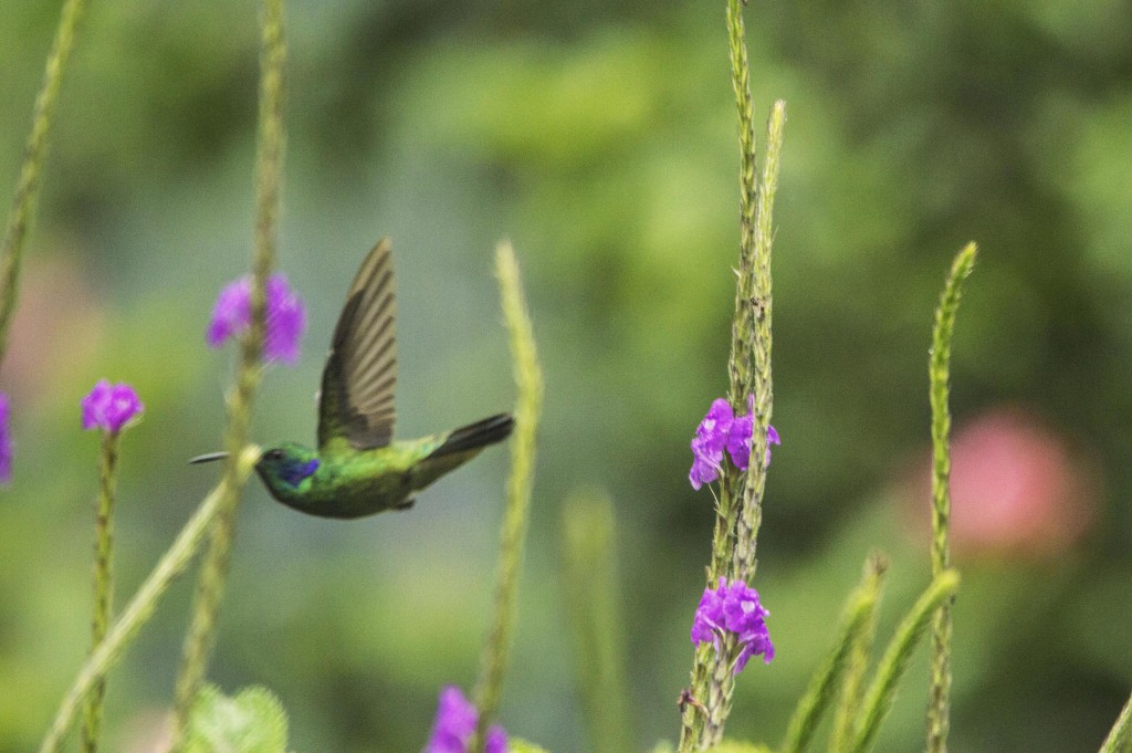 Foto: Colibri - Laguna de Fraijanes (Alajuela), Costa Rica