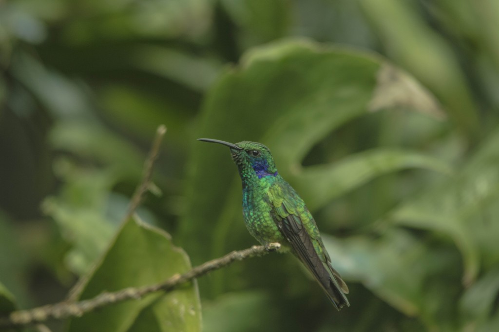 Foto: Colibri - Laguna de Fraijanes (Alajuela), Costa Rica