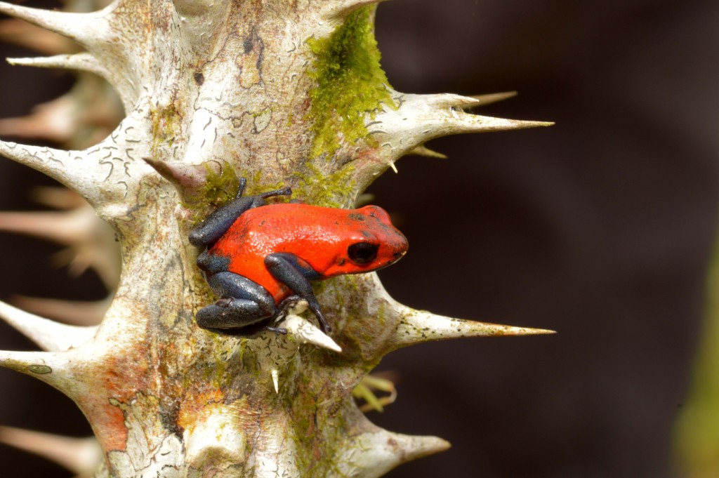 Foto de Caño Negro (Alajuela), Costa Rica