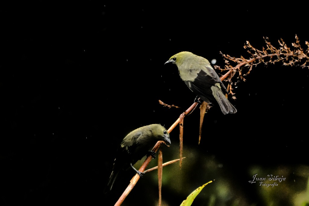 Foto de Caño Negro (Alajuela), Costa Rica