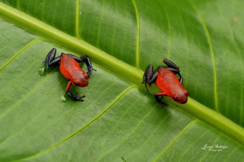 Foto de Caño Negro (Alajuela), Costa Rica