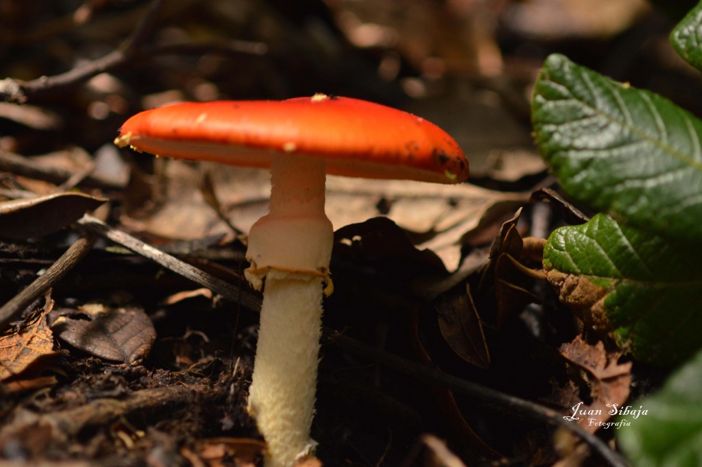 Foto: Hongos - Parque Nacional Prusia (Cartago), Costa Rica